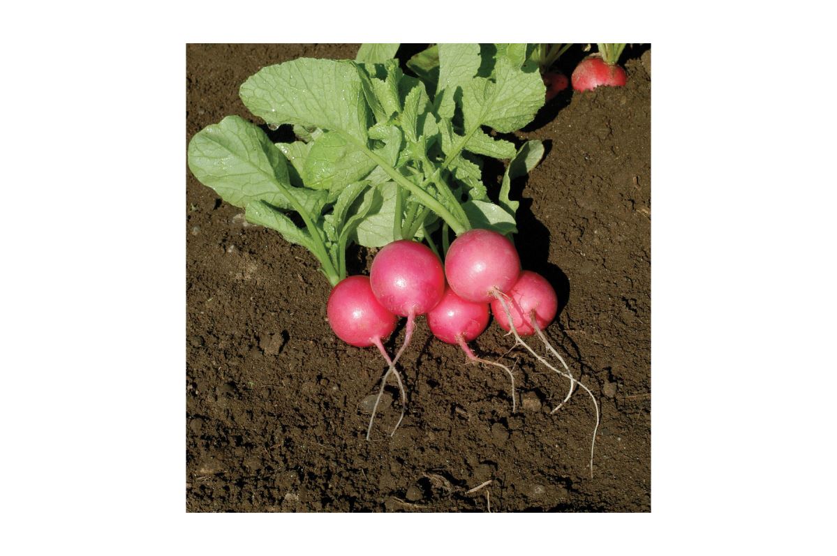 Pink Beauty – Organic Radish Seed